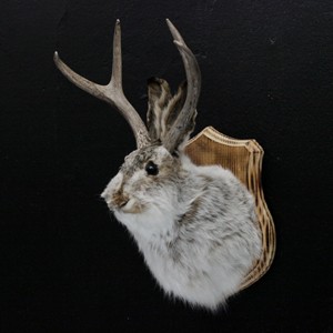 In the early years that taxidermy jackalope seemed like a great piece.  10 years down the line though, it might not be within the museum's scope anymore. 